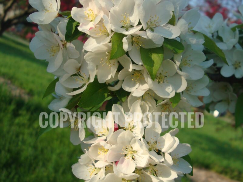 White flowers